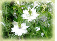 nigellasativa benefits flower