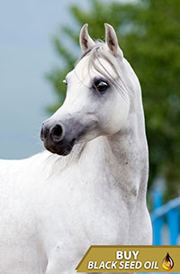 nigellasativa horse white