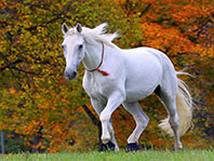 nigellasativa horse white