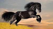 nigellasativa horse black