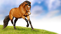 nigellasativa specialhorses horse 3